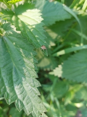 Sciaphobus squalidus