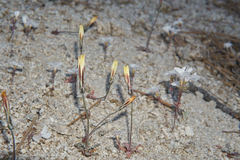 Anisocoma acaulis