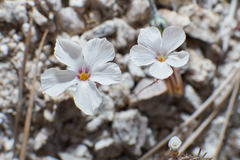 Linanthus concinnus