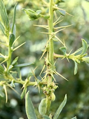 Sclerolaena muricata