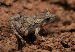 Crinia parinsignifera