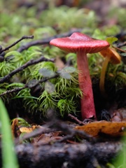 Cortinarius cardinalis