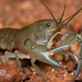 Common Yabby - Photo (c) tommyknocker, some rights reserved (CC BY-NC), uploaded by tommyknocker