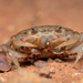 Inland Crab - Photo (c) tommyknocker, some rights reserved (CC BY-NC), uploaded by tommyknocker