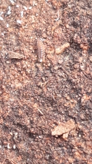 Polyxenidae