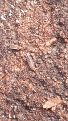 Polyxenidae