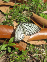 Hestina assimilis assimilis