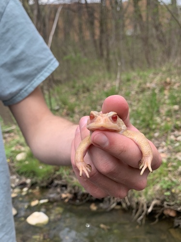 Eastern American Toad photographed in Maryland