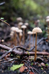 Laccaria masoniae
