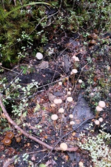 Laccaria masoniae