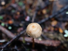 Laccaria masoniae
