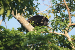 Alouatta pigra