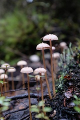 Laccaria masoniae