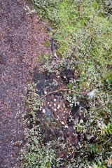 Laccaria masoniae