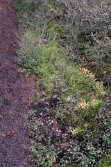 Laccaria masoniae