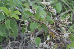 Heliotropium verdcourtii