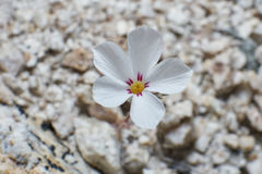 Linanthus concinnus