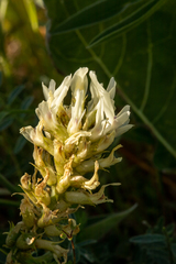 Astragalus hoodianus
