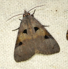 Avatha discolor