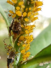 Aphis (Aphis) image