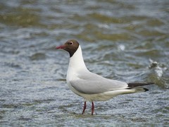 Chroicocephalus ridibundus