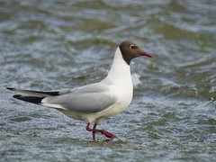 Chroicocephalus ridibundus