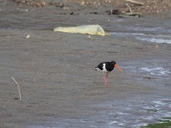Haematopus ostralegus