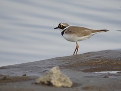 Charadrius dubius