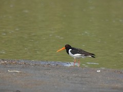 Haematopus ostralegus
