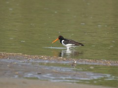 Haematopus ostralegus