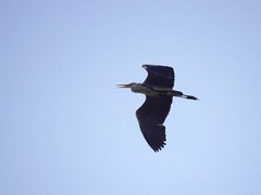 Ardea cinerea