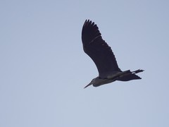 Ardea cinerea
