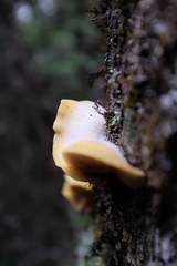 Crepidotus praecipuus
