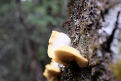 Crepidotus praecipuus