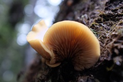 Crepidotus praecipuus