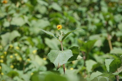 Smallanthus sonchifolius