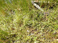 Plagiobothrys reticulatus