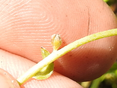 Plagiobothrys reticulatus