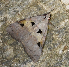 Avatha discolor
