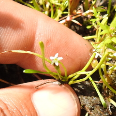 Limosella acaulis