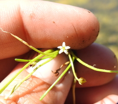 Limosella acaulis