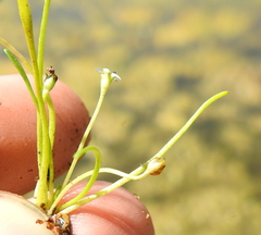 Limosella acaulis