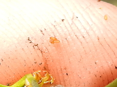 Limosella acaulis