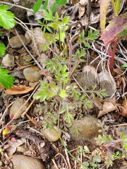 Collomia heterophylla