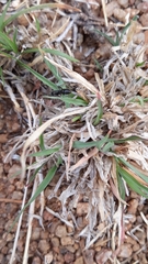 Bothroponera sulcata