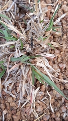 Bothroponera sulcata