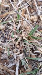 Bothroponera sulcata