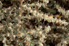 Sclerolaena birchii