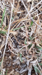 Bothroponera sulcata