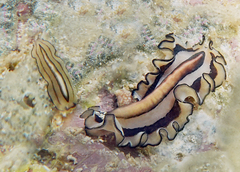 Pseudobiceros gratus